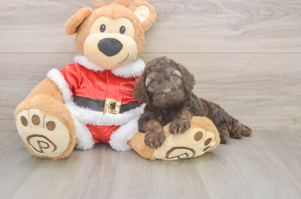 5 week old Cockapoo Puppy For Sale - Windy City Pups