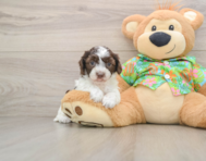 5 week old Cockapoo Puppy For Sale - Windy City Pups
