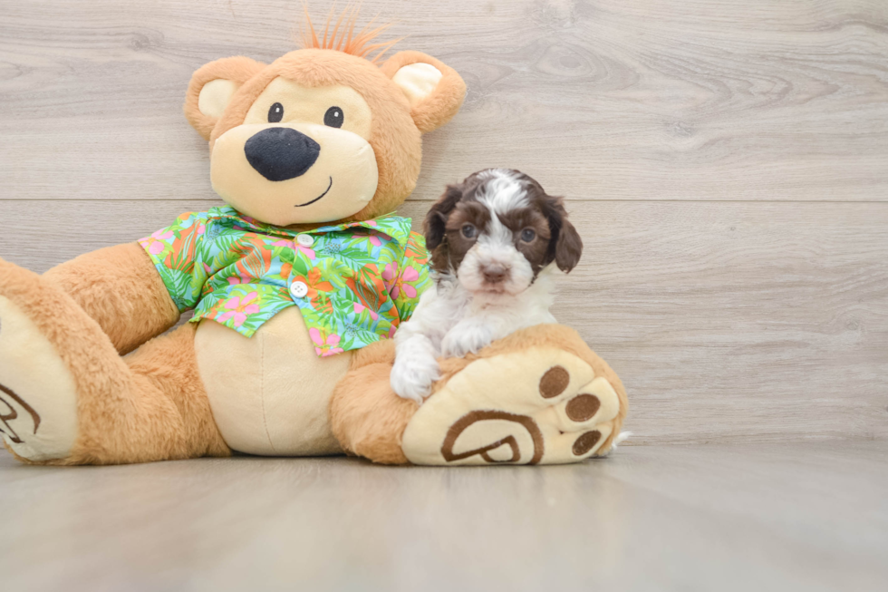 Adorable Cocker Doodle Poodle Mix Puppy