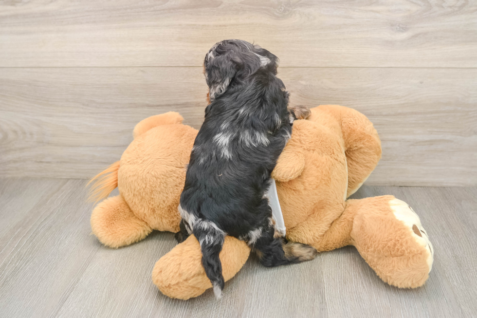 Friendly Cockapoo Baby