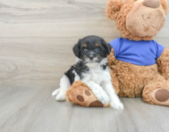 7 week old Cockapoo Puppy For Sale - Windy City Pups