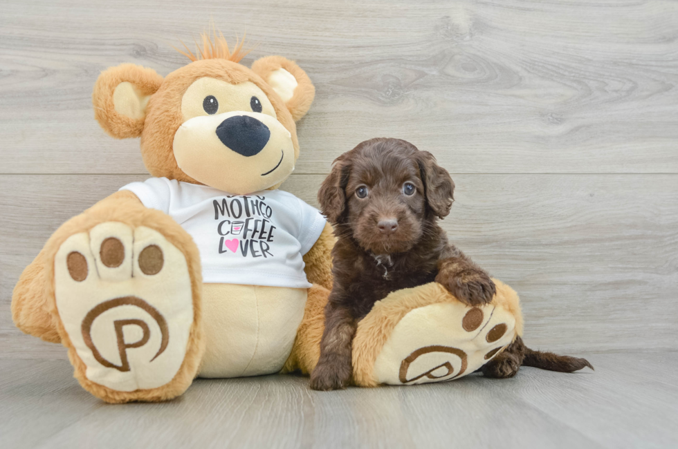 6 week old Cockapoo Puppy For Sale - Windy City Pups