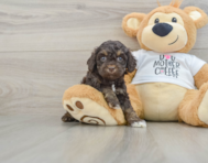8 week old Cockapoo Puppy For Sale - Windy City Pups