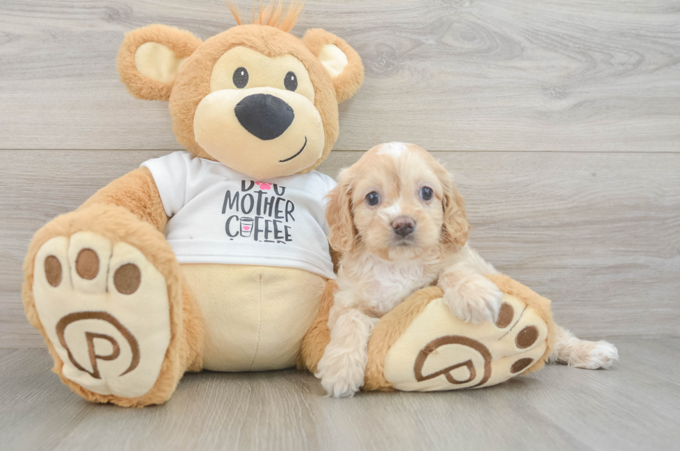 5 week old Cockapoo Puppy For Sale - Windy City Pups