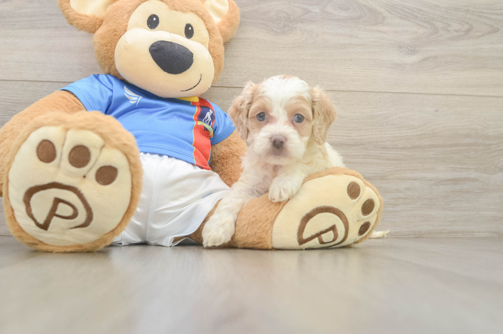 5 week old Cockapoo Puppy For Sale - Windy City Pups
