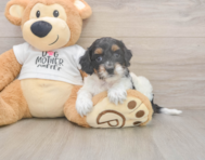 6 week old Cockapoo Puppy For Sale - Windy City Pups