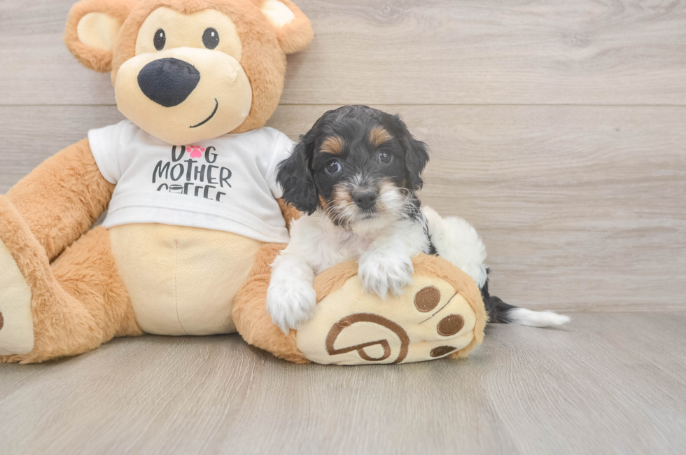 5 week old Cockapoo Puppy For Sale - Windy City Pups