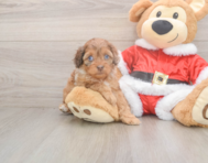6 week old Cockapoo Puppy For Sale - Windy City Pups