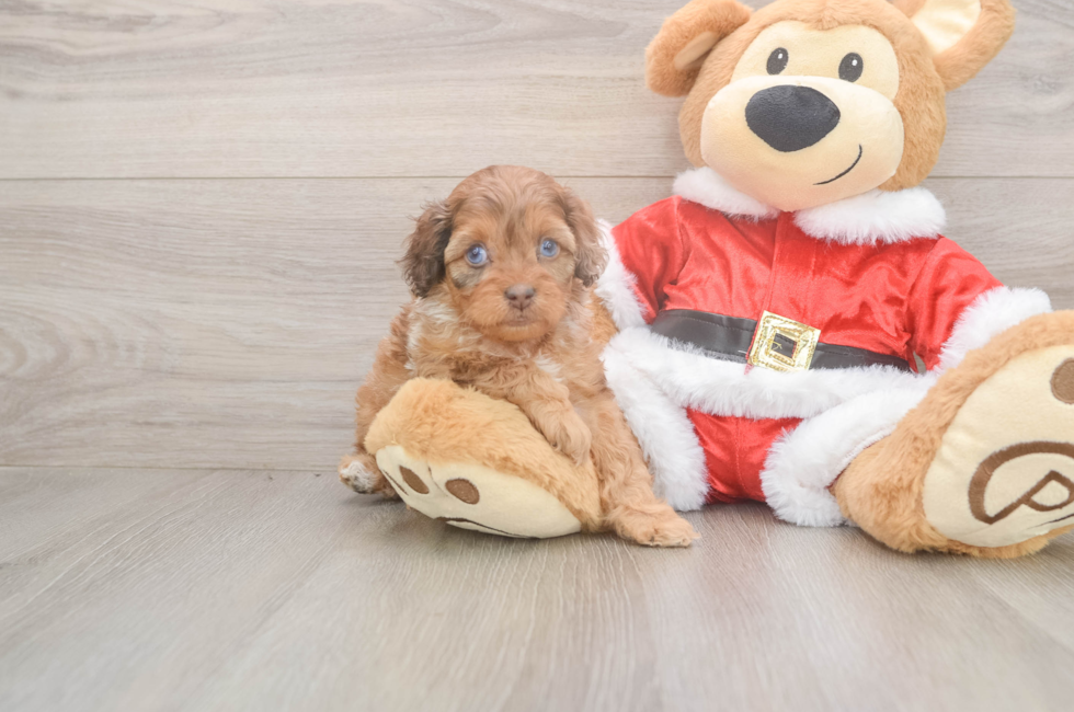 5 week old Cockapoo Puppy For Sale - Windy City Pups