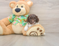 5 week old Cockapoo Puppy For Sale - Windy City Pups
