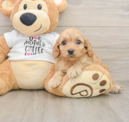 8 week old Cockapoo Puppy For Sale - Windy City Pups