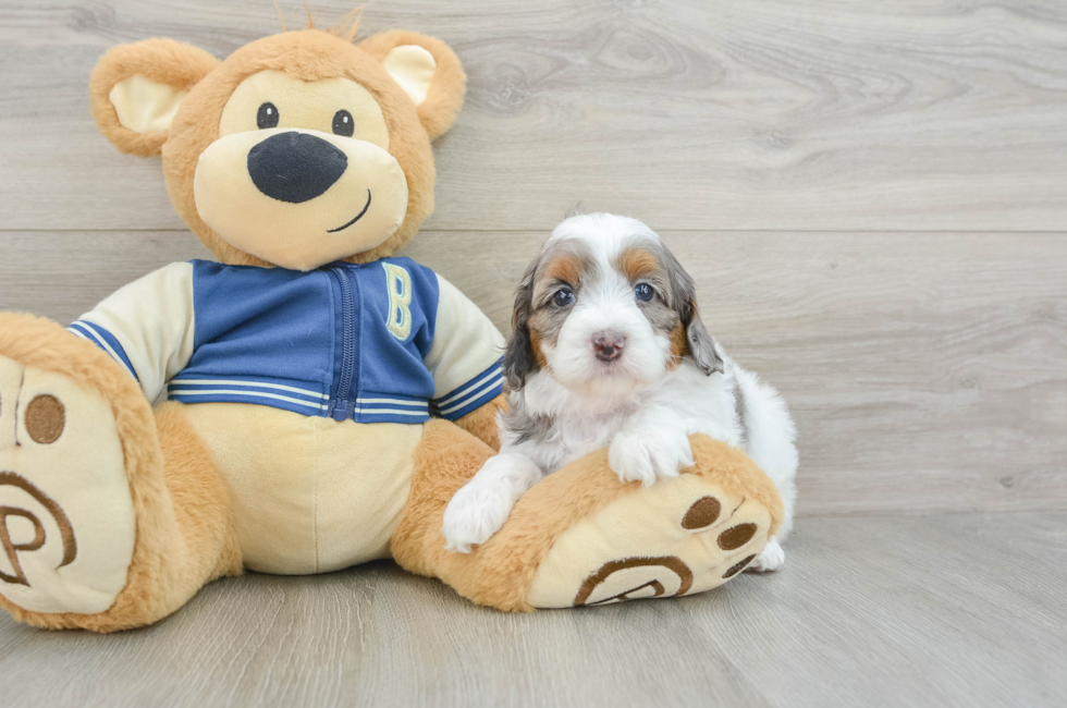 5 week old Cockapoo Puppy For Sale - Windy City Pups