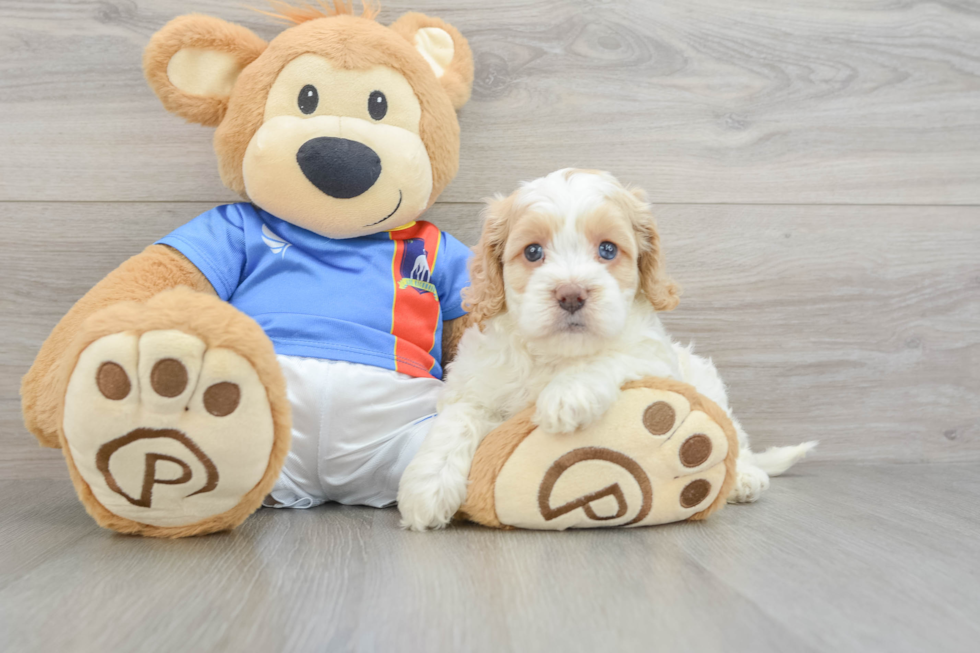 Friendly Cockapoo Baby