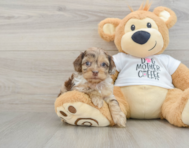 8 week old Cockapoo Puppy For Sale - Windy City Pups
