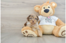 Cockapoo Puppy for Adoption