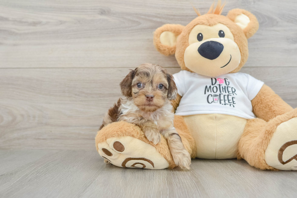 Cockapoo Puppy for Adoption