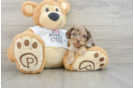 Cockapoo Pup Being Cute