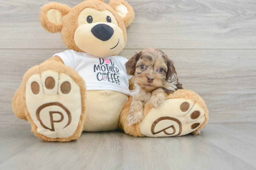 Cockapoo Pup Being Cute