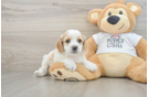 Best Cockapoo Baby