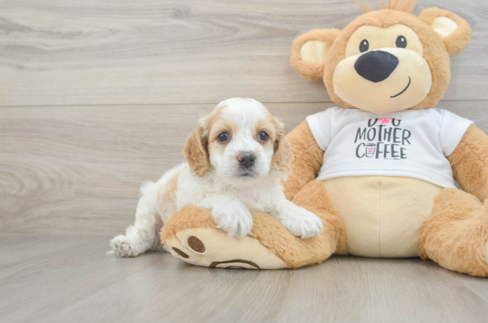 5 week old Cockapoo Puppy For Sale - Windy City Pups