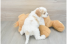 Popular Cockapoo Poodle Mix Pup