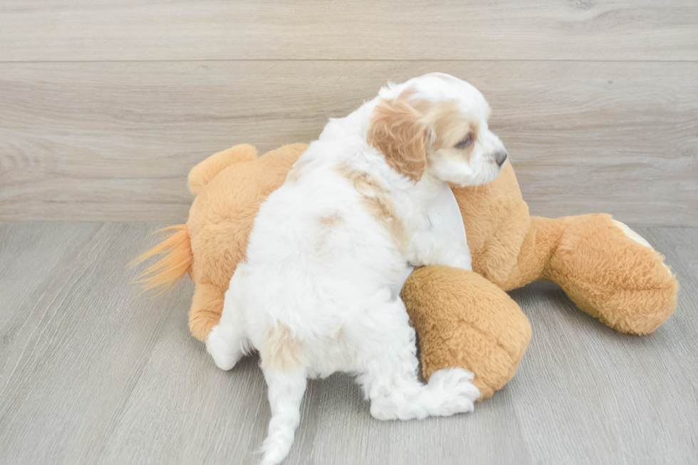 Popular Cockapoo Poodle Mix Pup