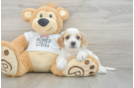 Popular Cockapoo Poodle Mix Pup