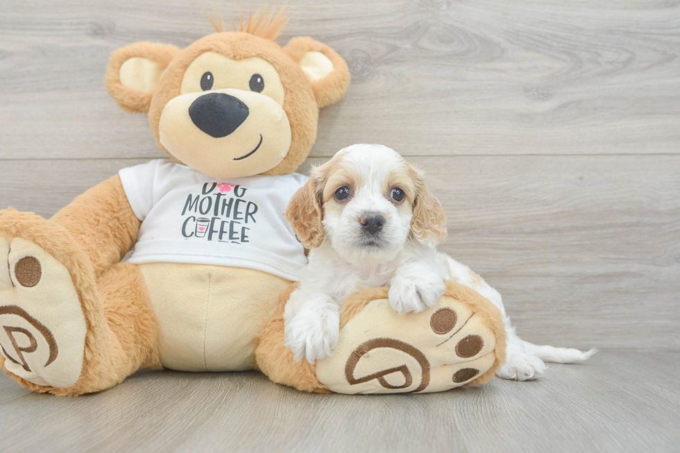 Popular Cockapoo Poodle Mix Pup