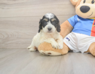 8 week old Cockapoo Puppy For Sale - Windy City Pups
