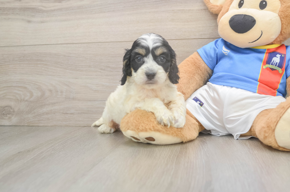 5 week old Cockapoo Puppy For Sale - Windy City Pups