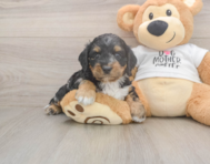 6 week old Cockapoo Puppy For Sale - Windy City Pups