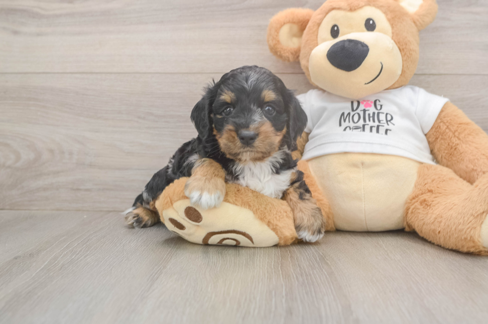 5 week old Cockapoo Puppy For Sale - Windy City Pups