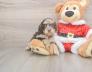 6 week old Cockapoo Puppy For Sale - Windy City Pups