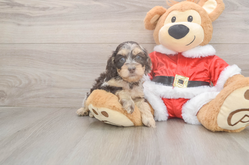 5 week old Cockapoo Puppy For Sale - Windy City Pups