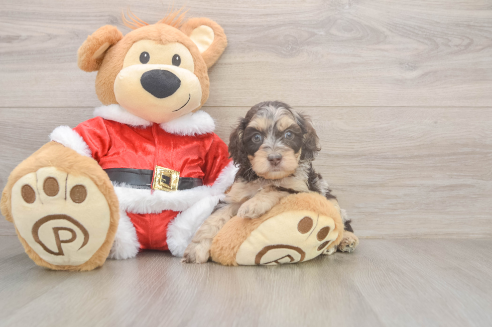 Funny Cockapoo Poodle Mix Pup