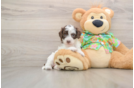 Sweet Cockapoo Baby