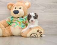 7 week old Cockapoo Puppy For Sale - Windy City Pups