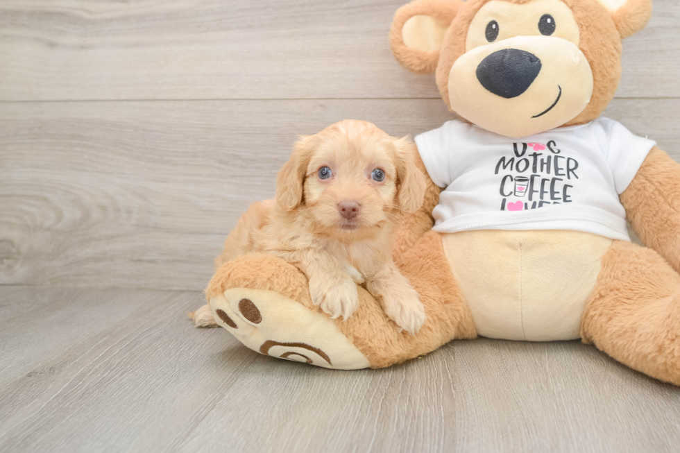 Cockapoo Puppy for Adoption