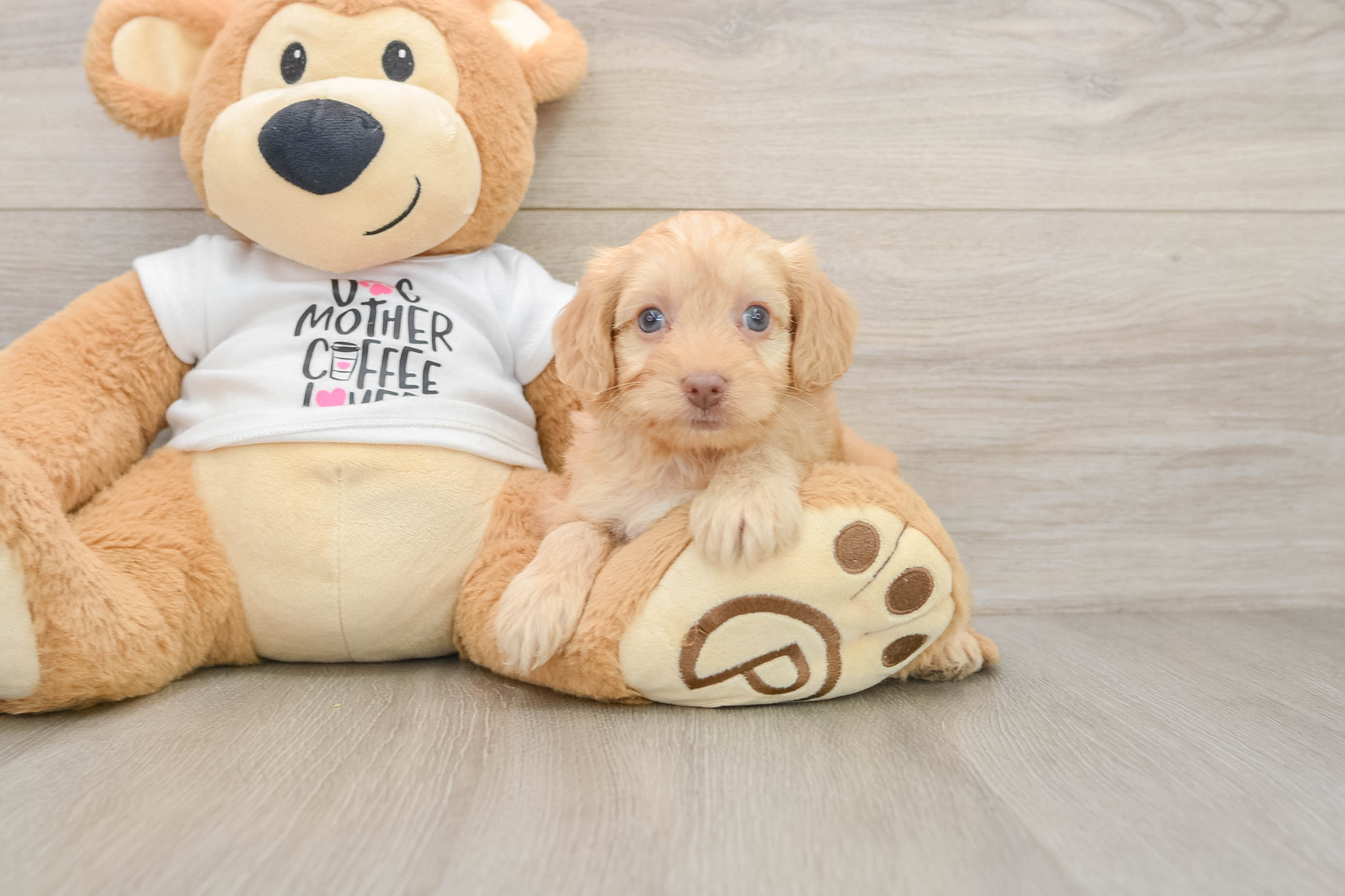 Friendly Cockapoo Baby