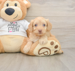 8 week old Cockapoo Puppy For Sale - Windy City Pups