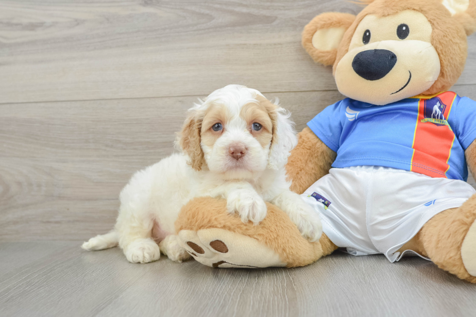 Cockapoo Pup Being Cute