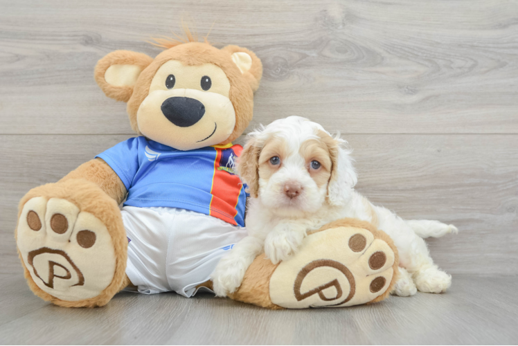 Smart Cockapoo Poodle Mix Pup