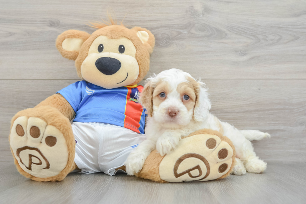 Smart Cockapoo Poodle Mix Pup