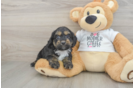 Petite Cockapoo Poodle Mix Pup