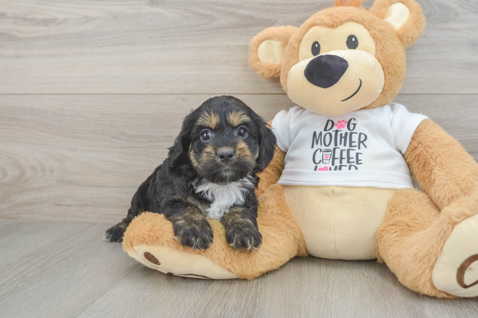 Petite Cockapoo Poodle Mix Pup
