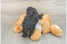 Funny Cockapoo Poodle Mix Pup