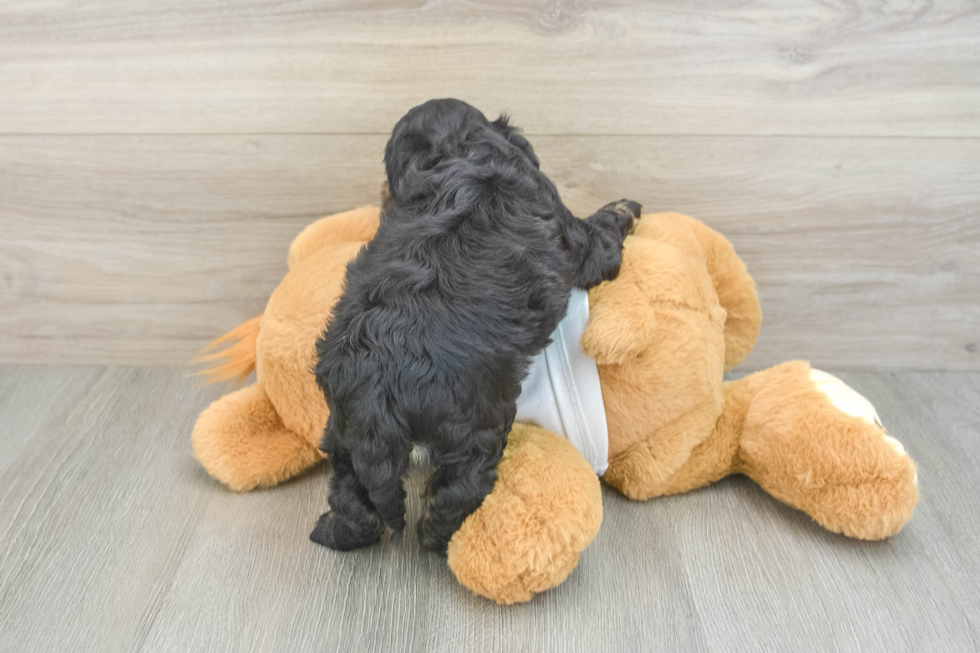 Funny Cockapoo Poodle Mix Pup
