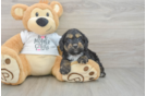 Cockapoo Pup Being Cute