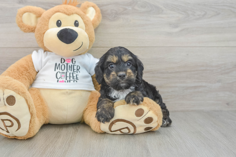 5 week old Cockapoo Puppy For Sale - Windy City Pups