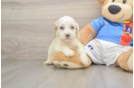 Best Cockapoo Baby
